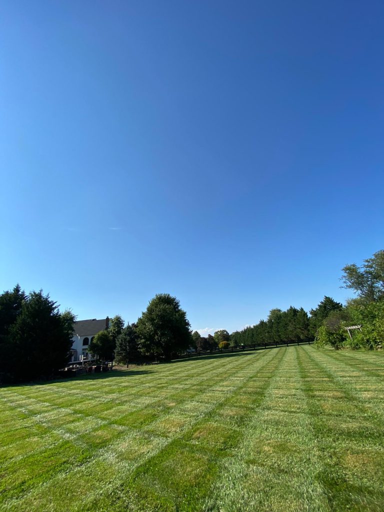 Freshly mowed residential lawn with clean mowing stripes