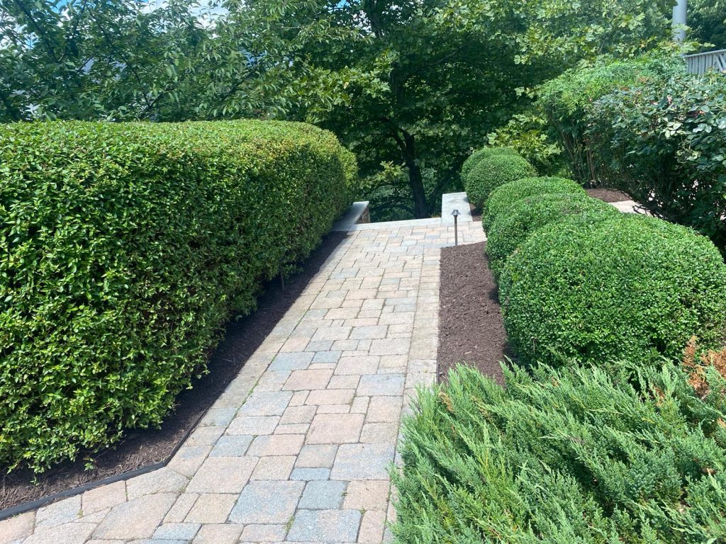 Paver walkway bordered by neatly trimmed shrubs and landscaped garden beds
