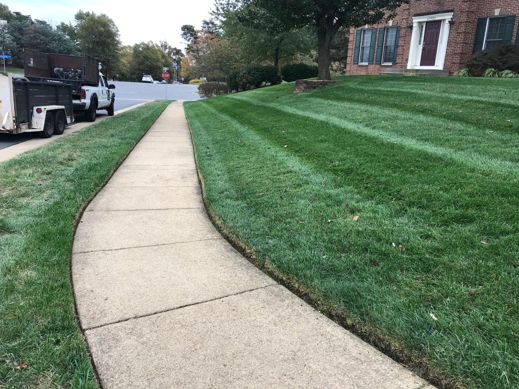 Freshly mowed residential lawn with clean stripes along a sidewalk